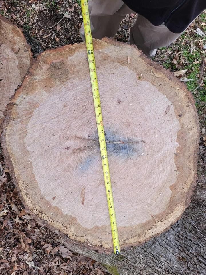 Ventura Tree Services