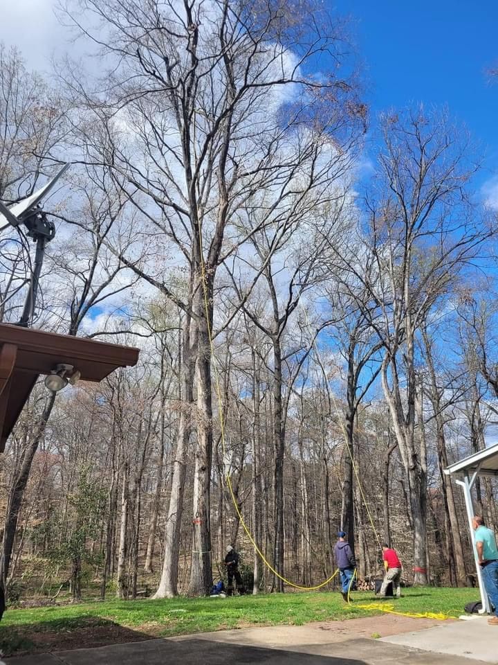 Ventura Tree Services