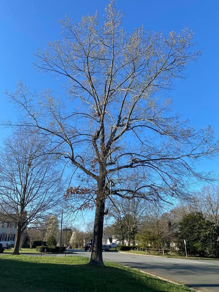 Ventura Tree Services