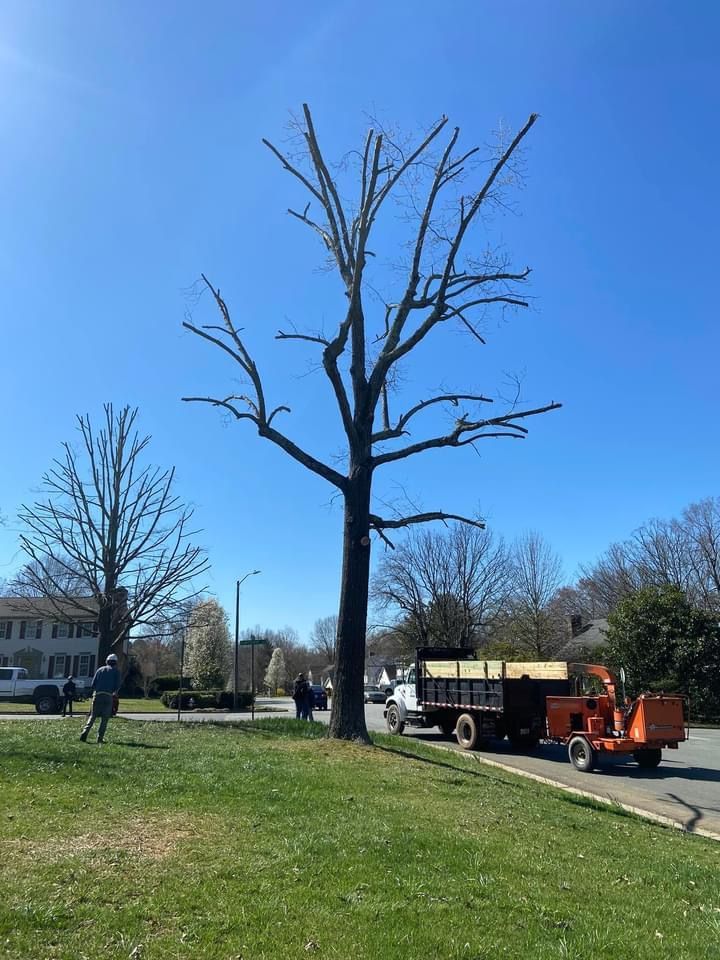 Ventura Tree Services