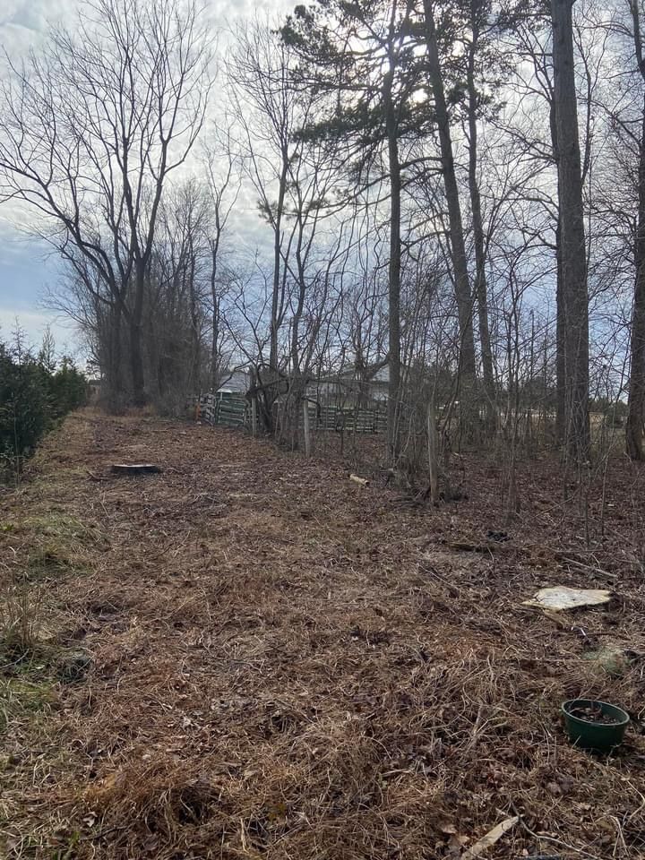 Ventura Tree Services