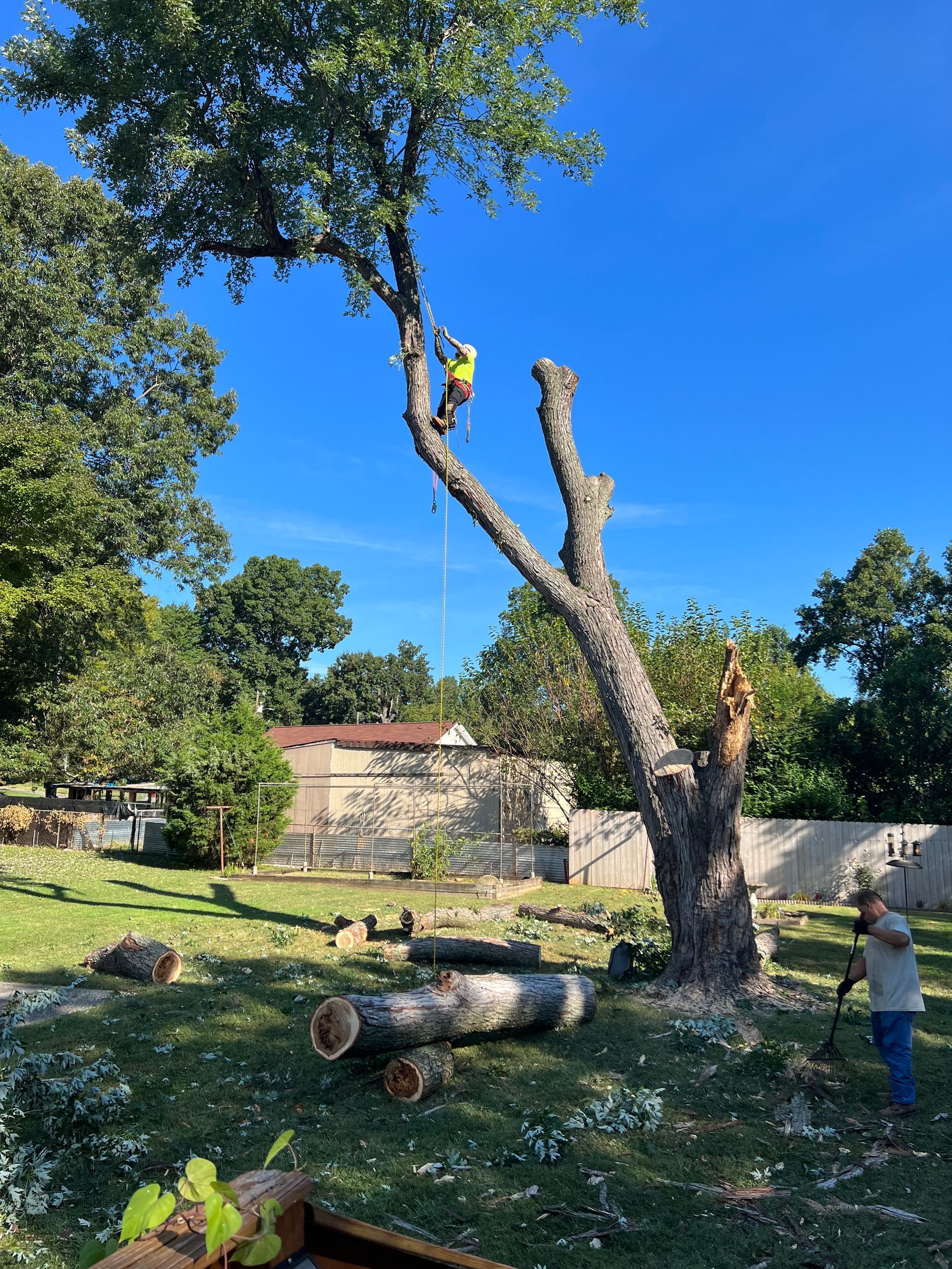 Ventura Tree Services
