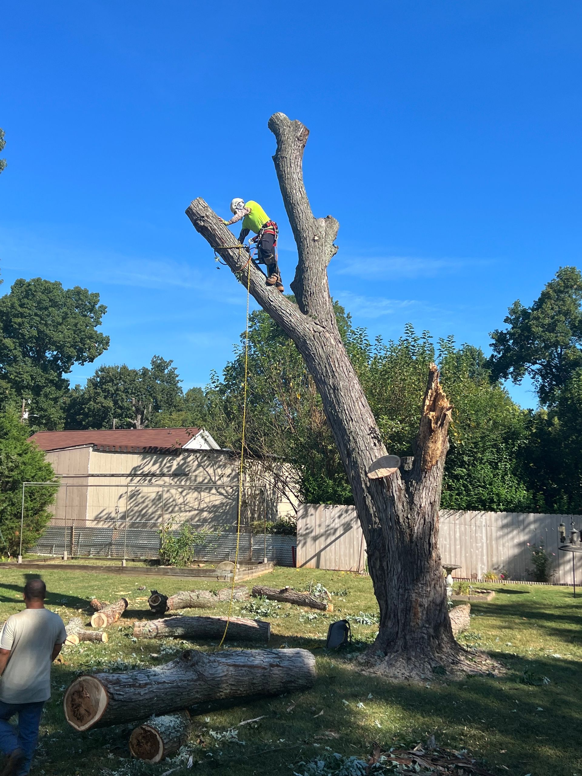 Ventura Tree Services