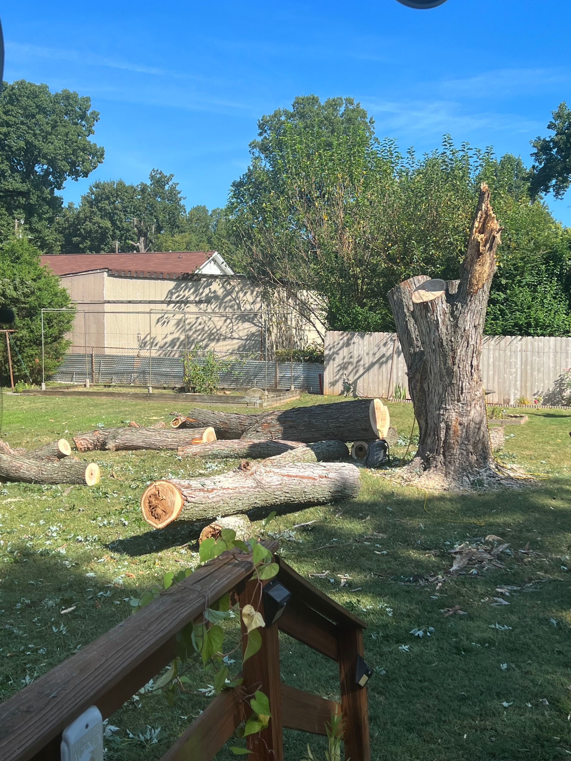 Ventura Tree Services