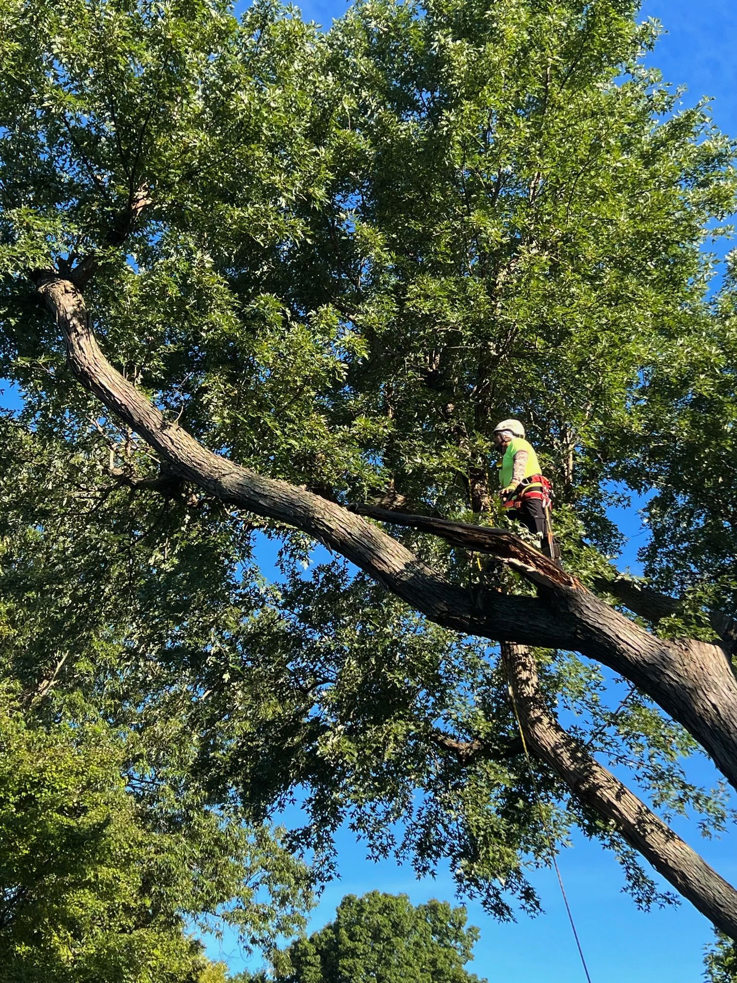 Ventura Tree Services