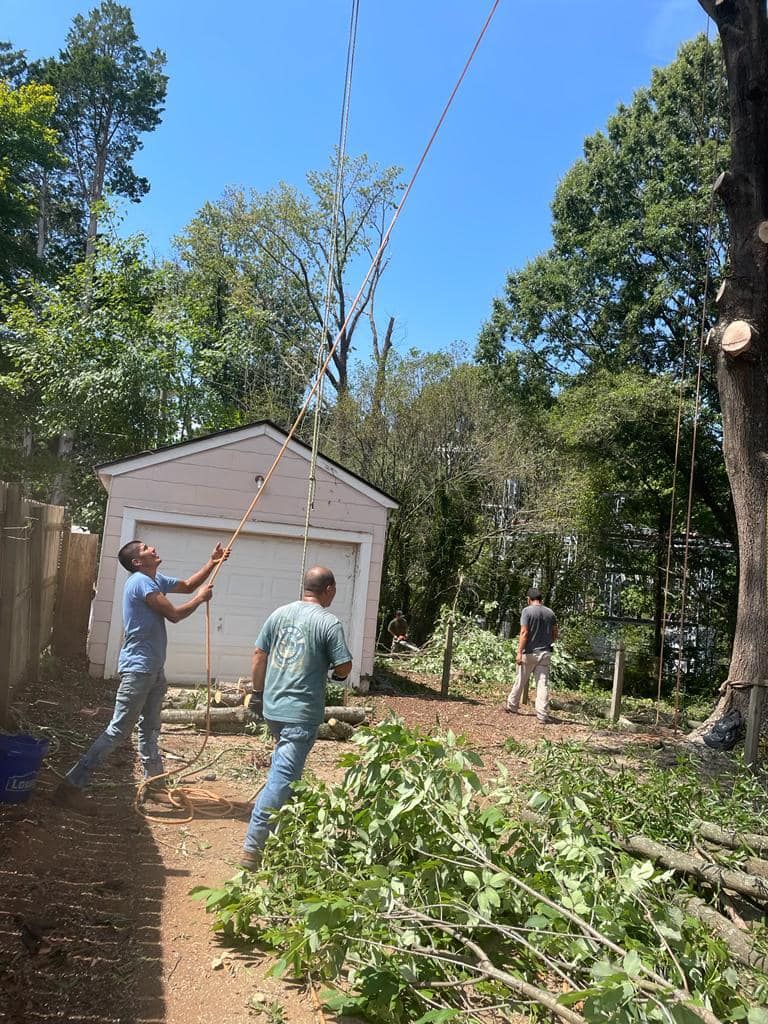 Ventura Tree Services