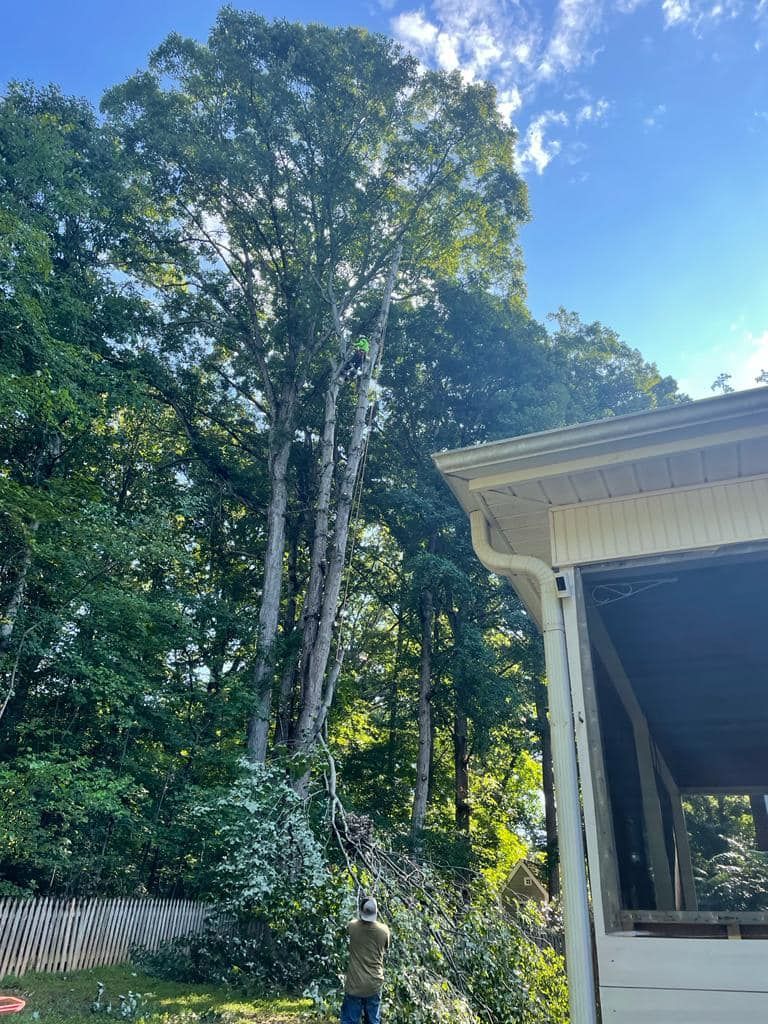 Ventura Tree Services