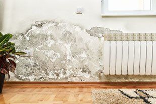 Learn more about Mold and Fungus Mold