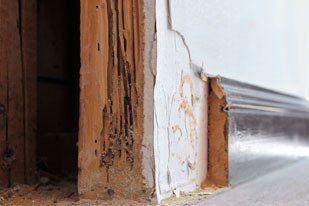 Termite Infected