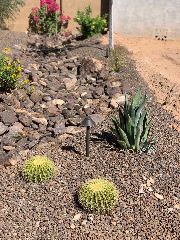 A cactus is growing in a rock garden.