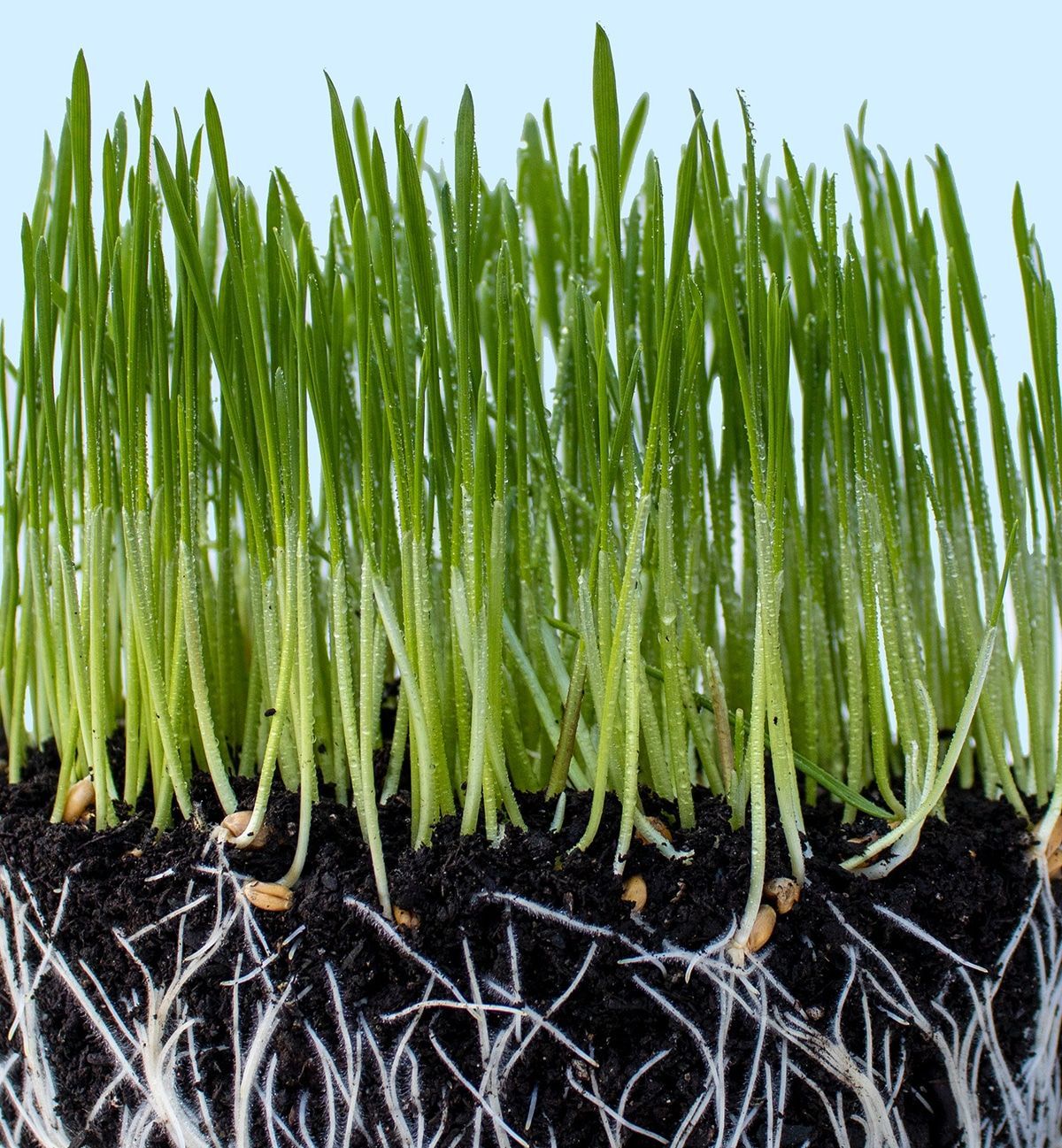 A close-up of vibrant green wheatgrass growing from soil, showing visible roots and grain seeds at the base.