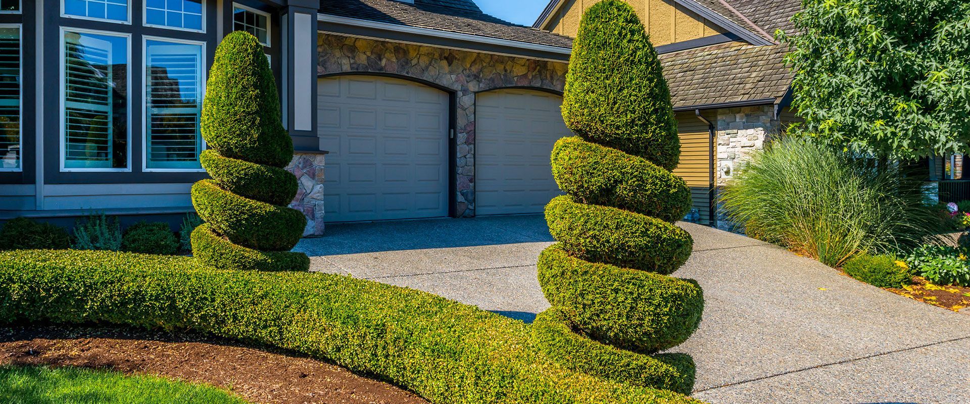 Two spiral-shaped evergreen topiaries stand on a gravel driveway in front of a stone and tan house with a manicured hedge.