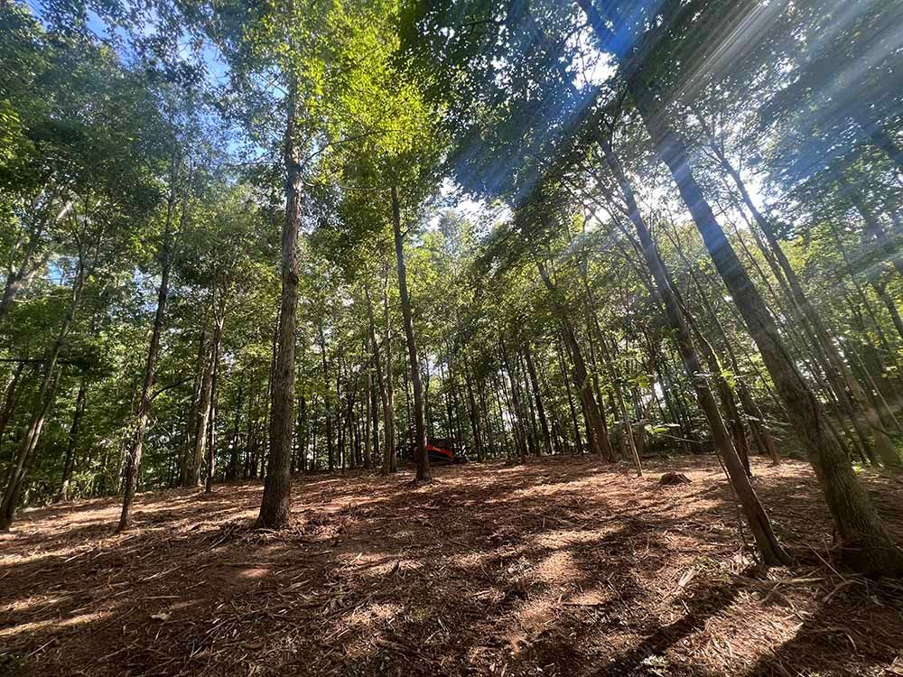 The sun is shining through the trees in the woods.