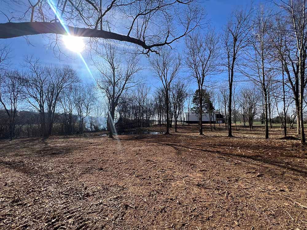 The sun is shining through the trees in a field.