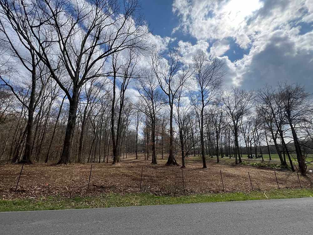 A road going through a forest with trees without leaves on a cloudy day.