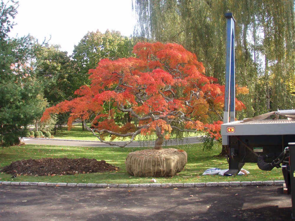 Tree care service