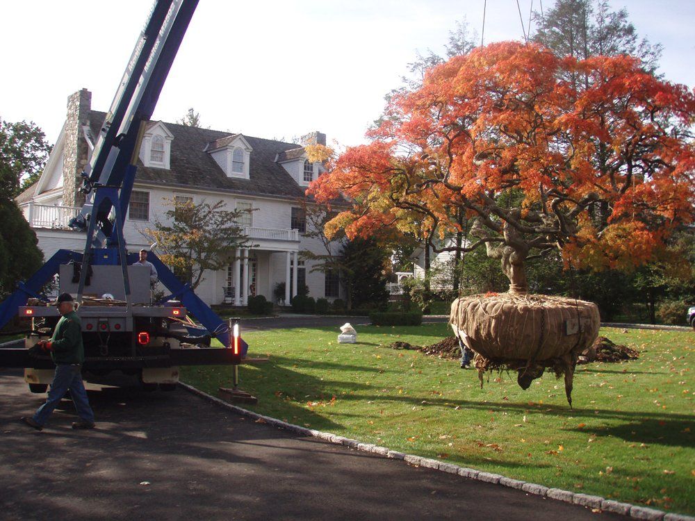 Tree care service