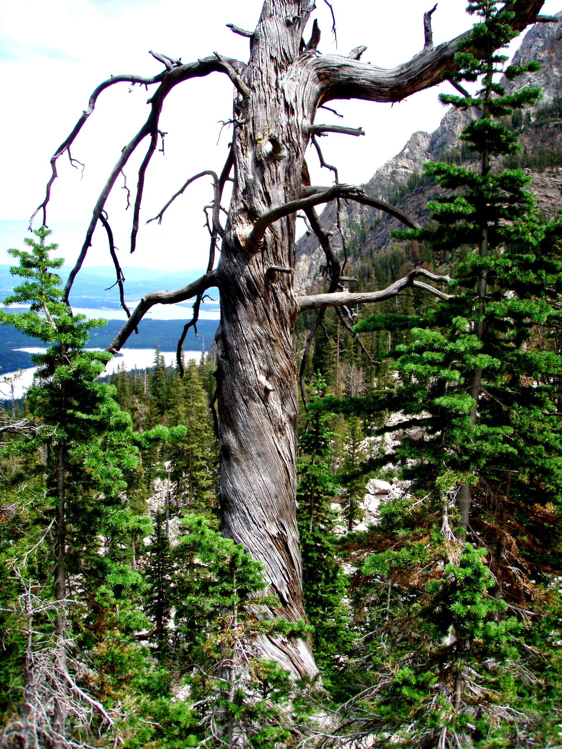 Tree care service