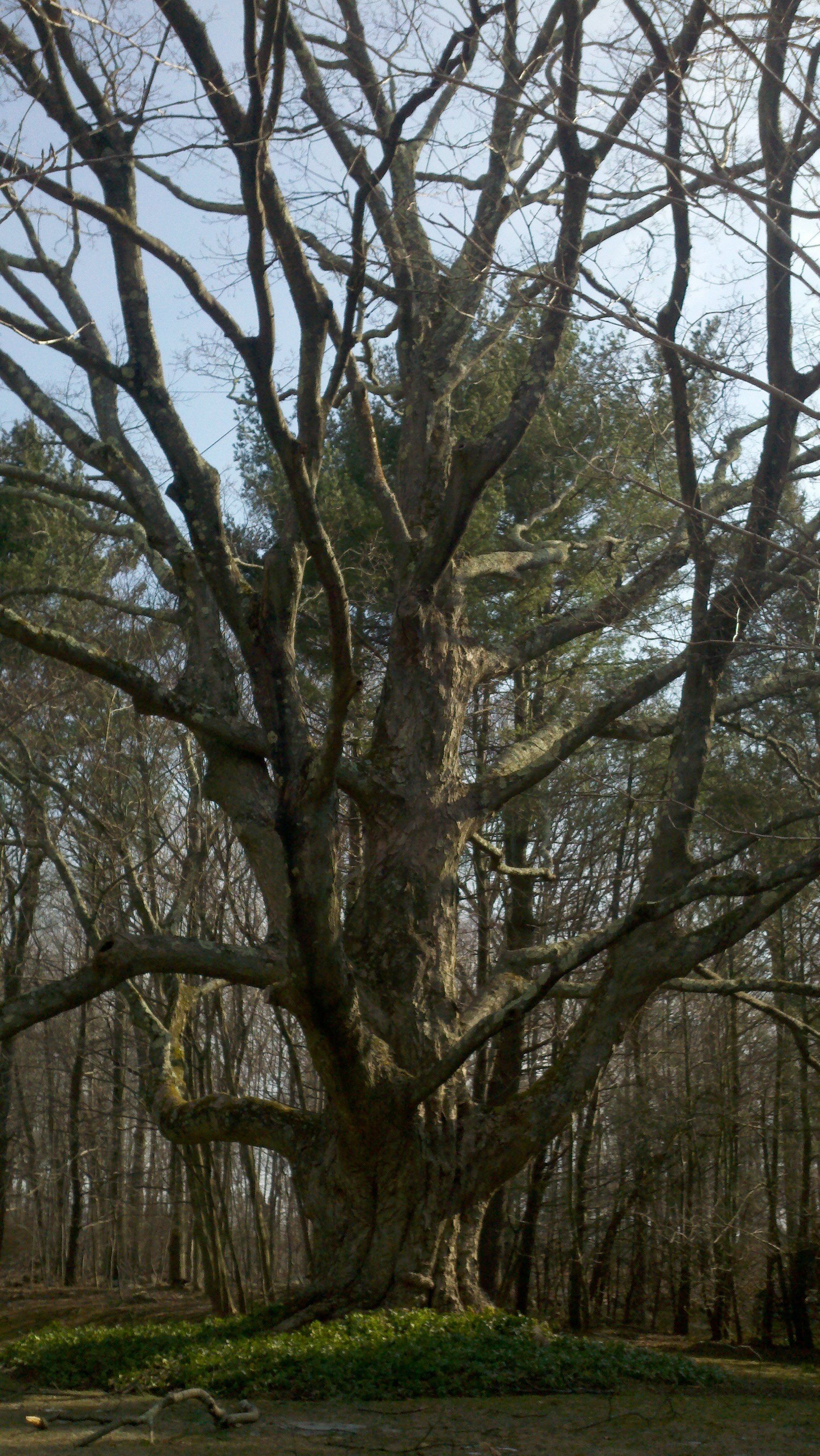 Tree care service