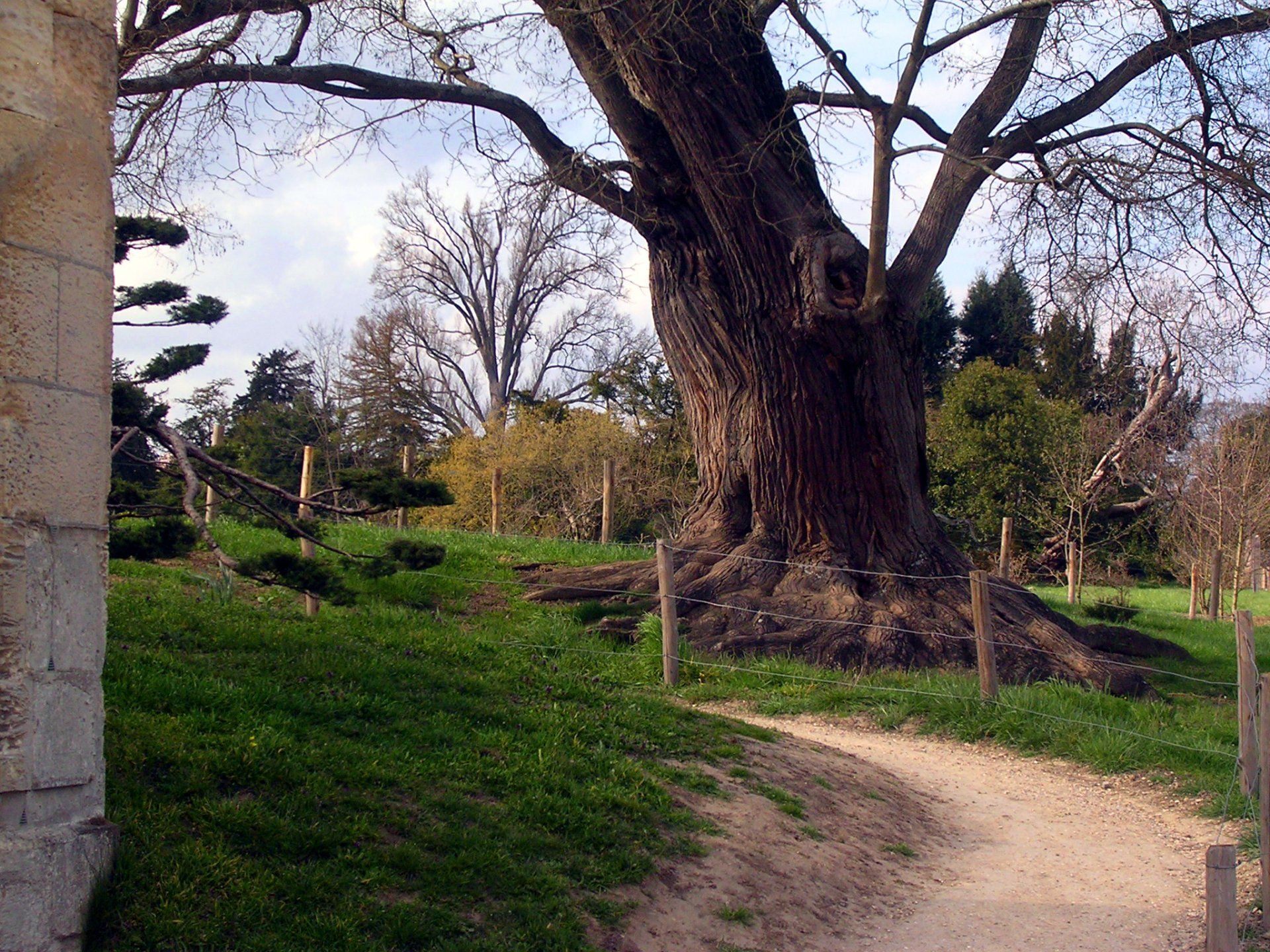 Tree care service