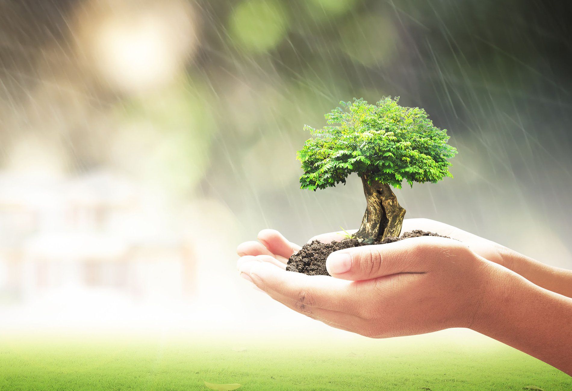 Greenleaf Services Arborists Wilton, CT