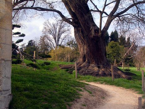 big tree in the woods