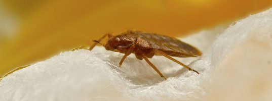 Bed Bug Exterminator Baltimore Services