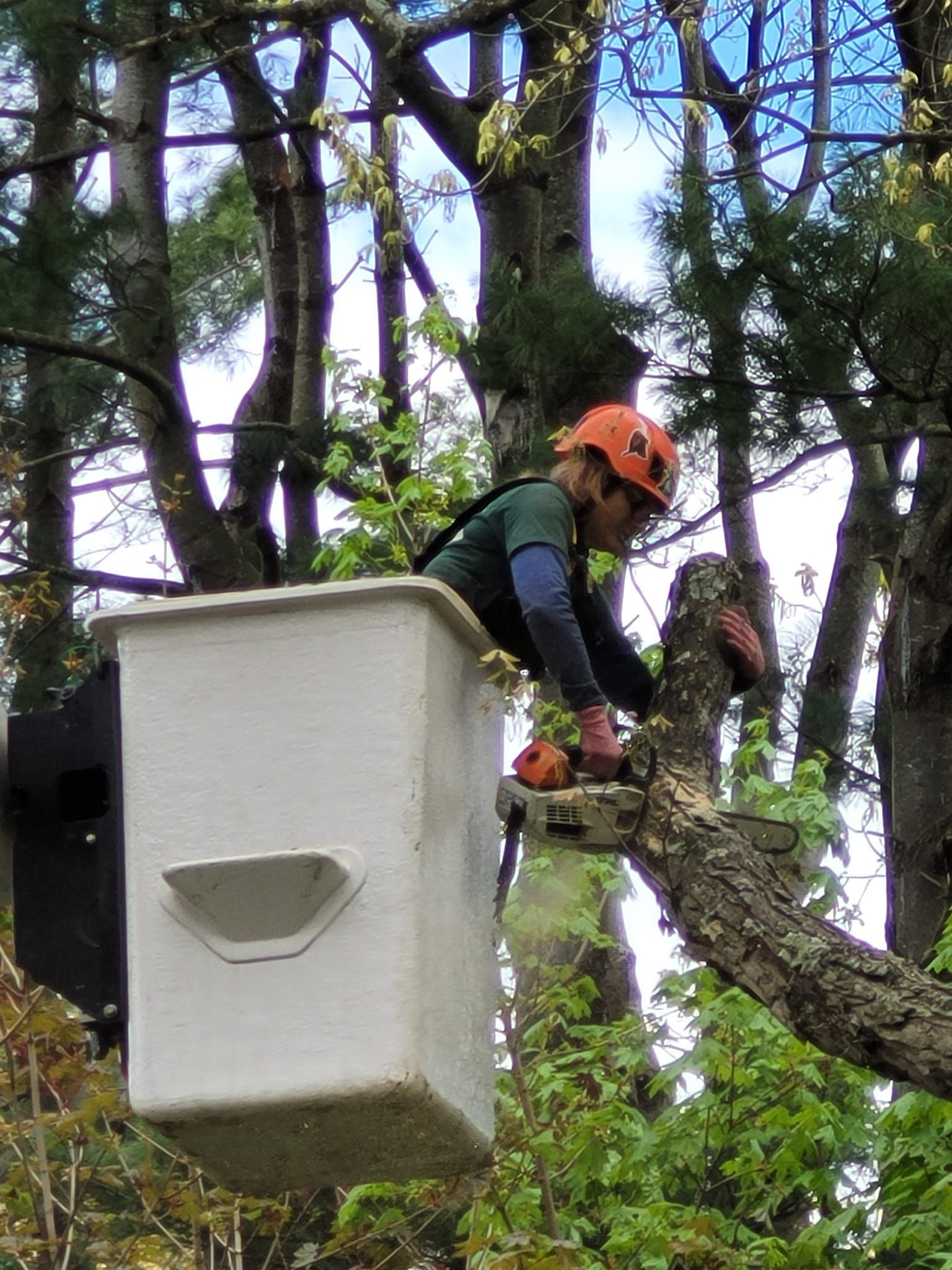 Yankee Tree Service recent project