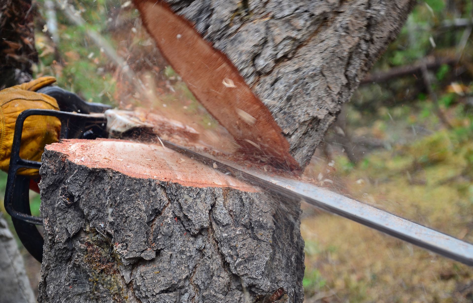 Yankee Tree Service work site