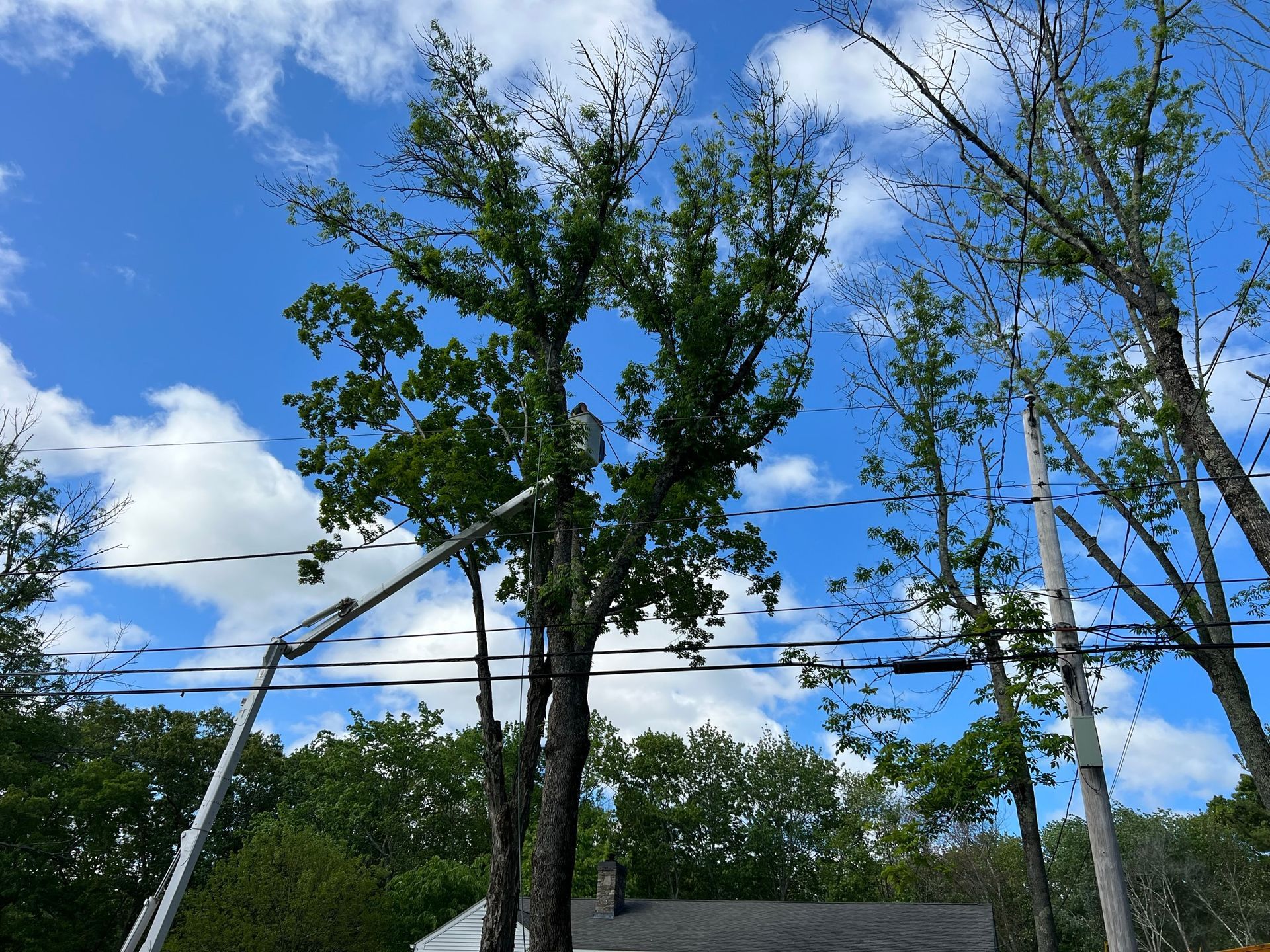 Yankee Tree Service recent project