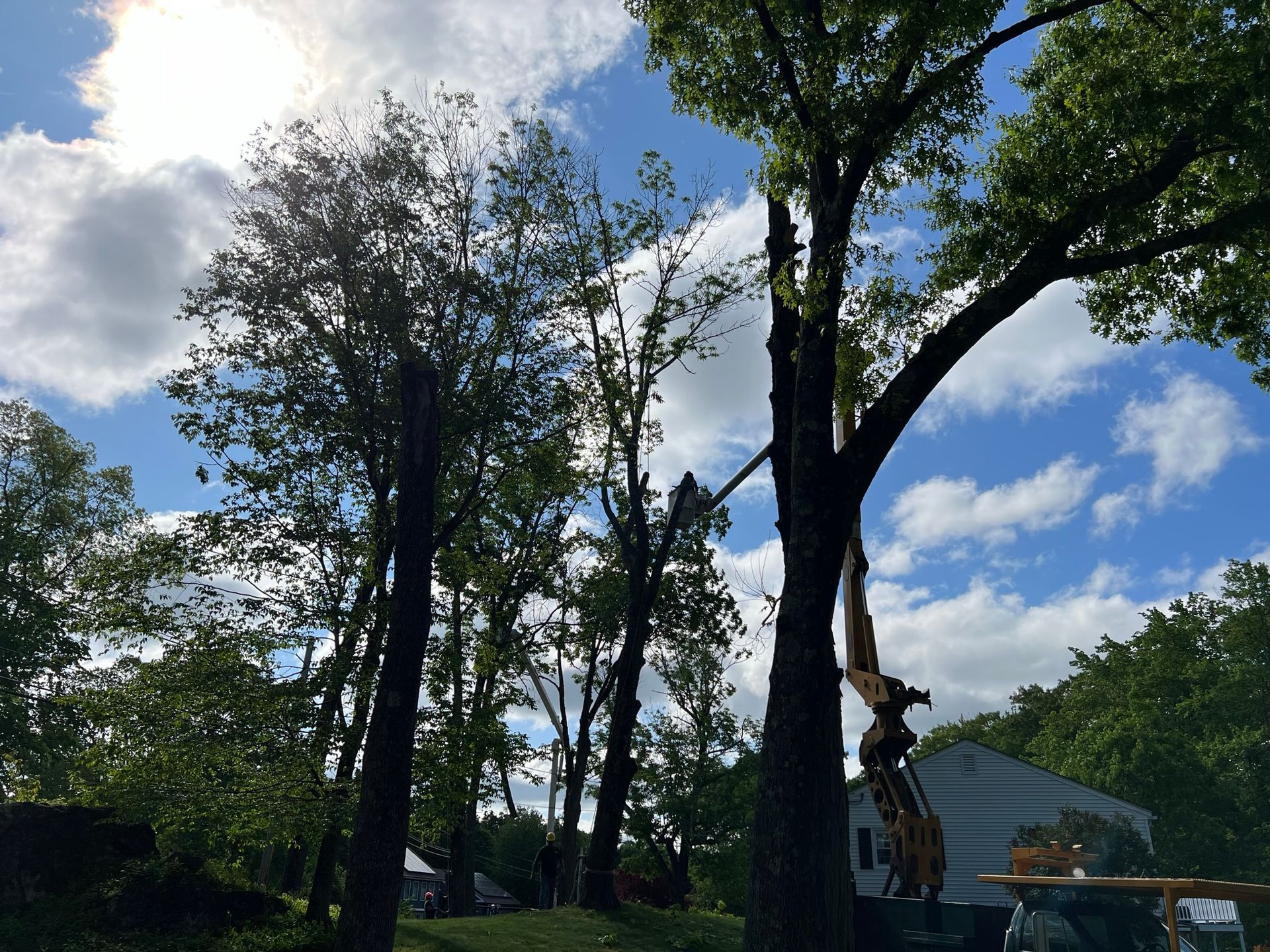 Yankee Tree Service recent project