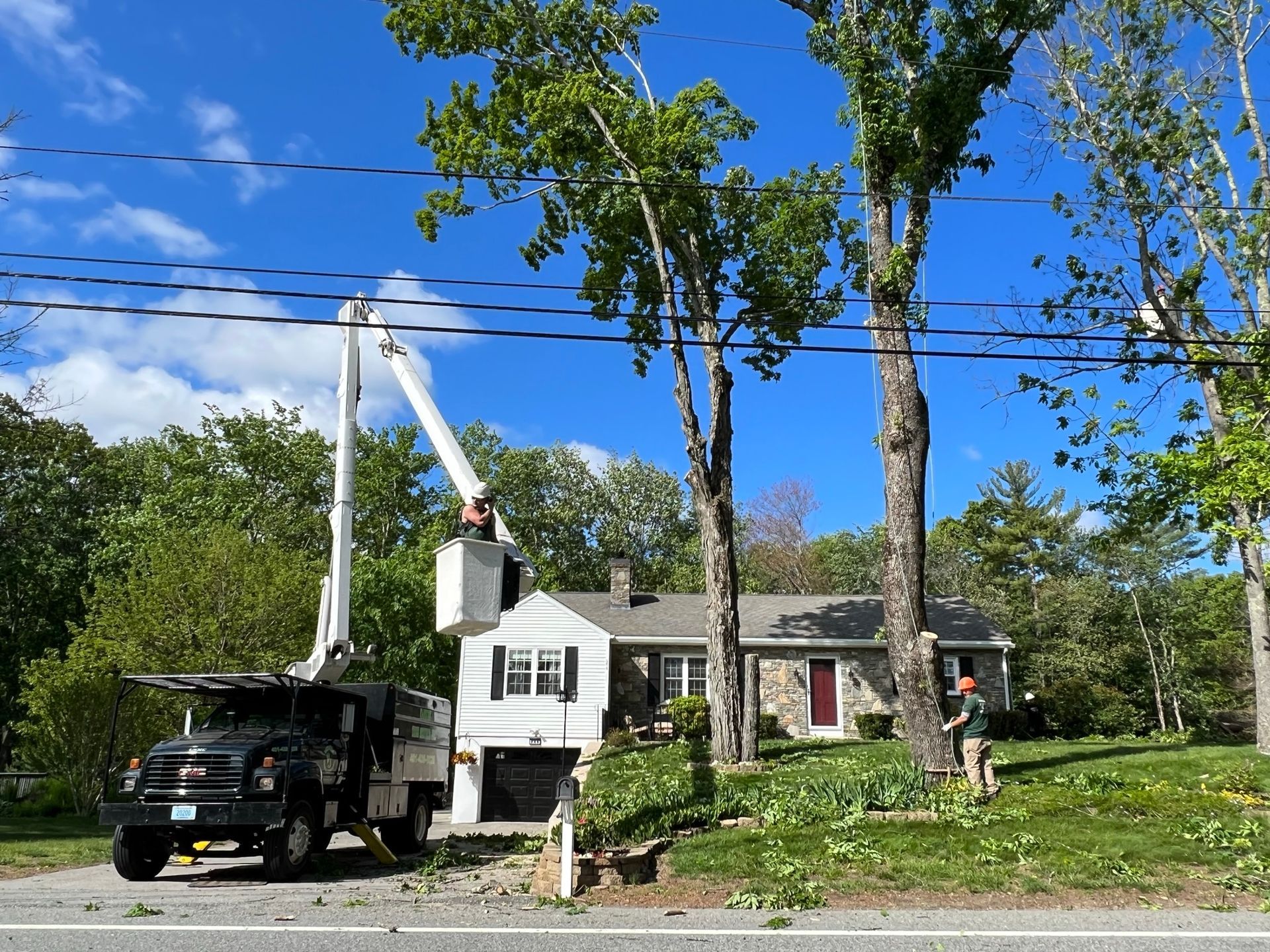 Yankee Tree Service recent project