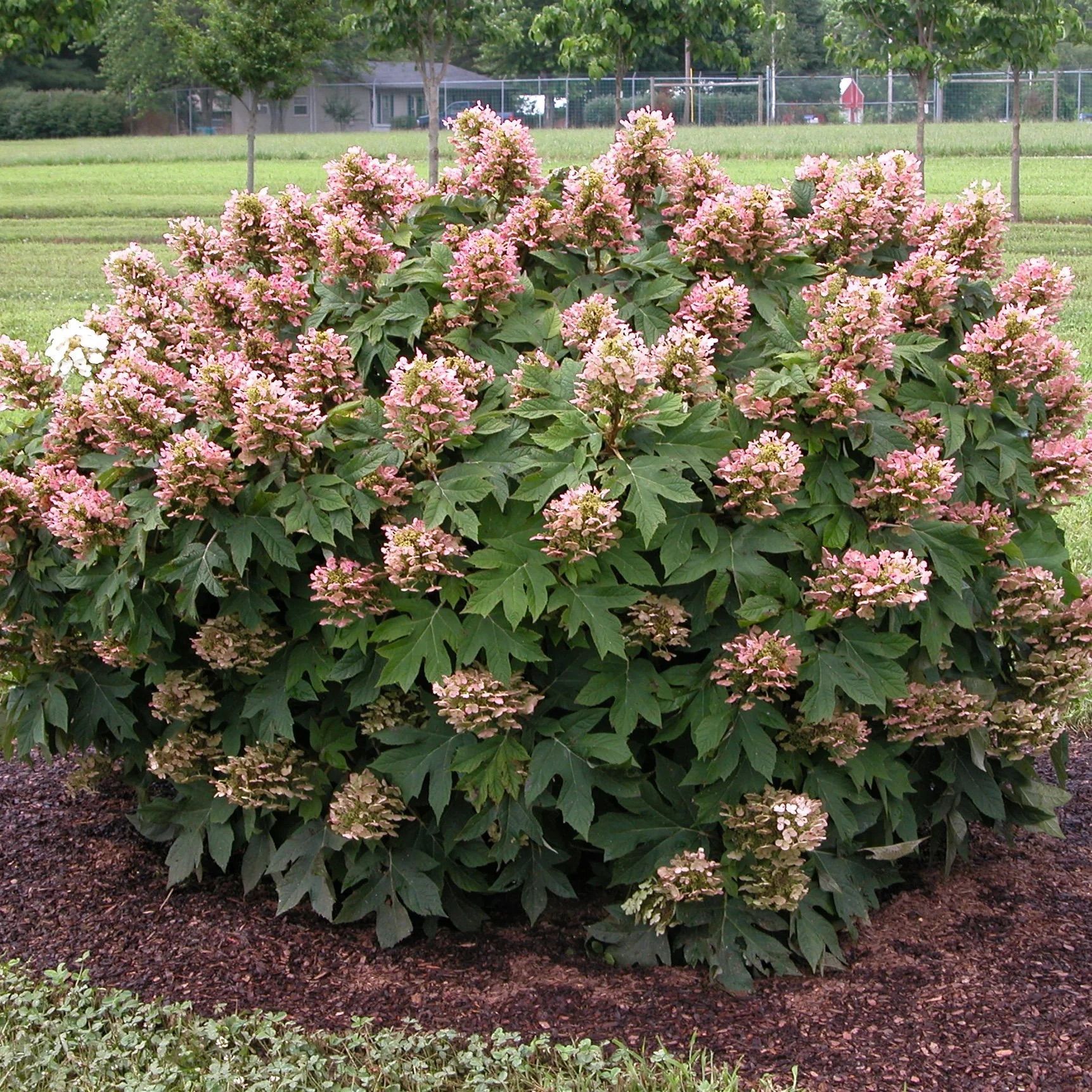 Flowering shrub with pink blossoms and green leaves in a landscaped garden bed
