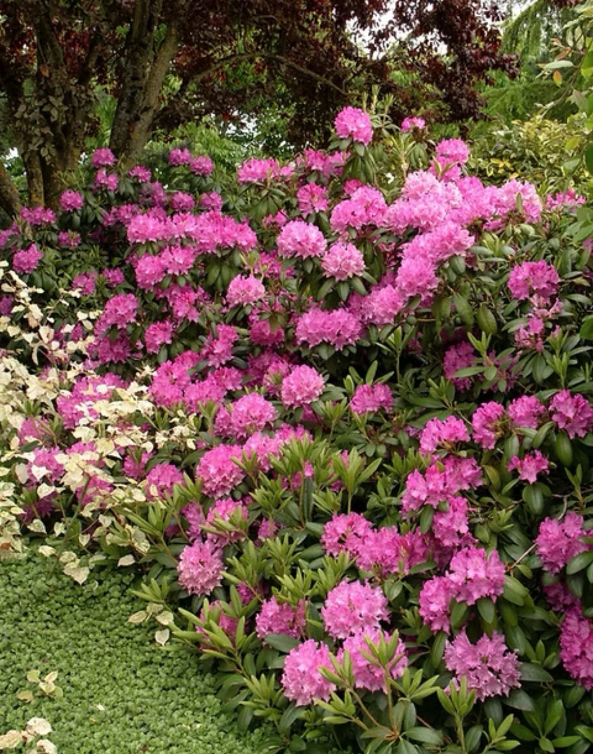 Pink and white flowers blooming in a lush garden with green foliage
