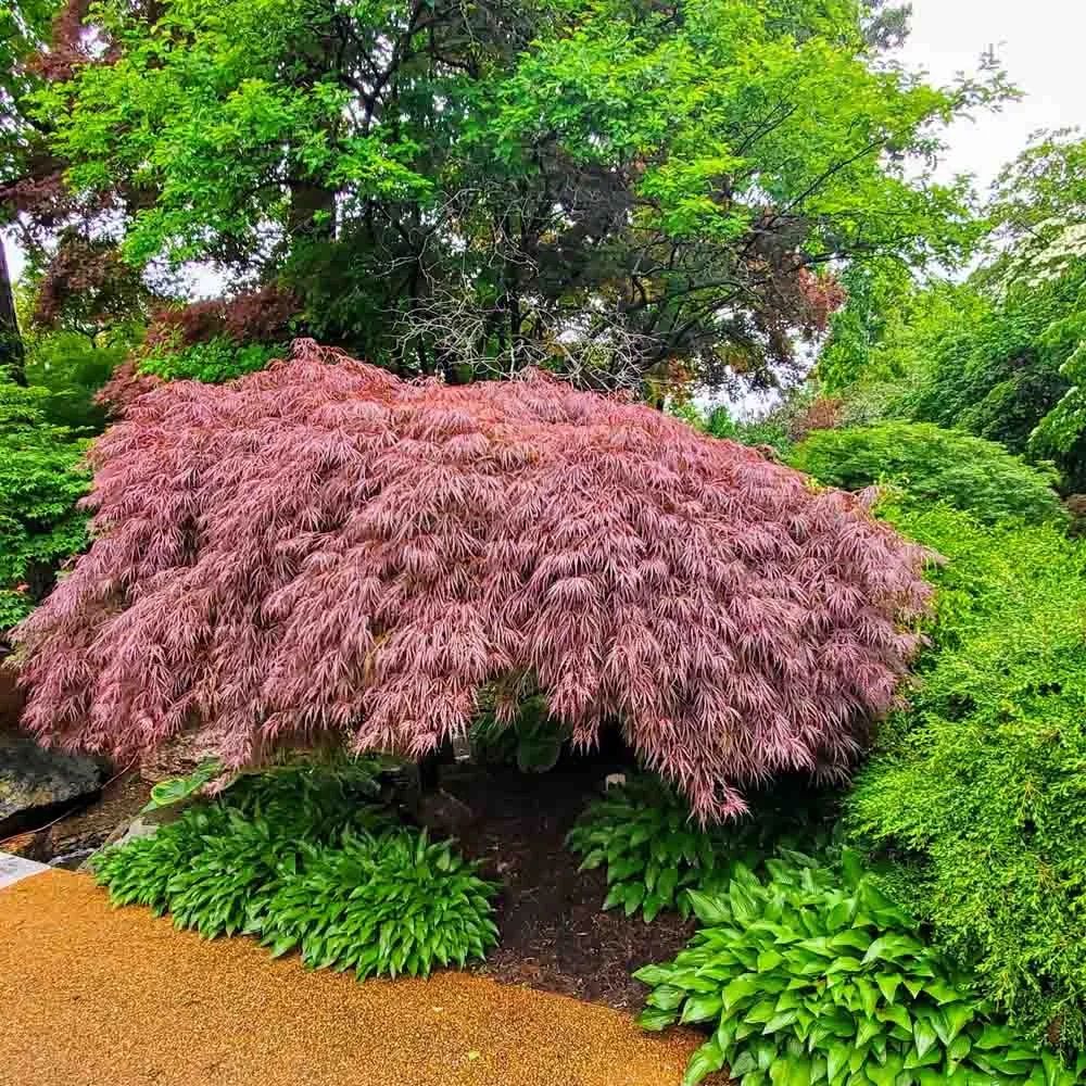 Pink ornamental shrub in a lush green garden beside a gravel path