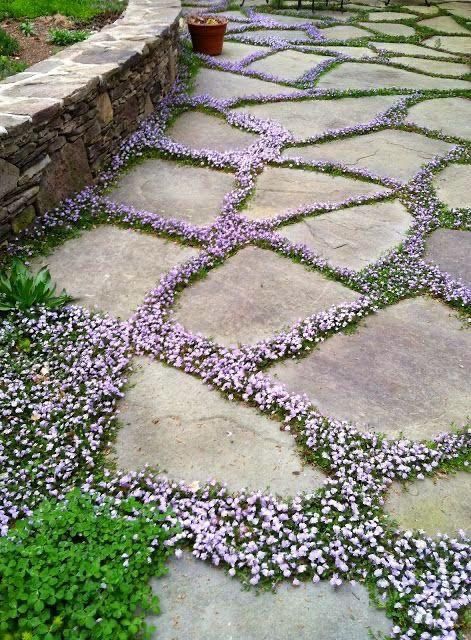 Stone garden path with irregular slabs and purple flowers growing between the gaps