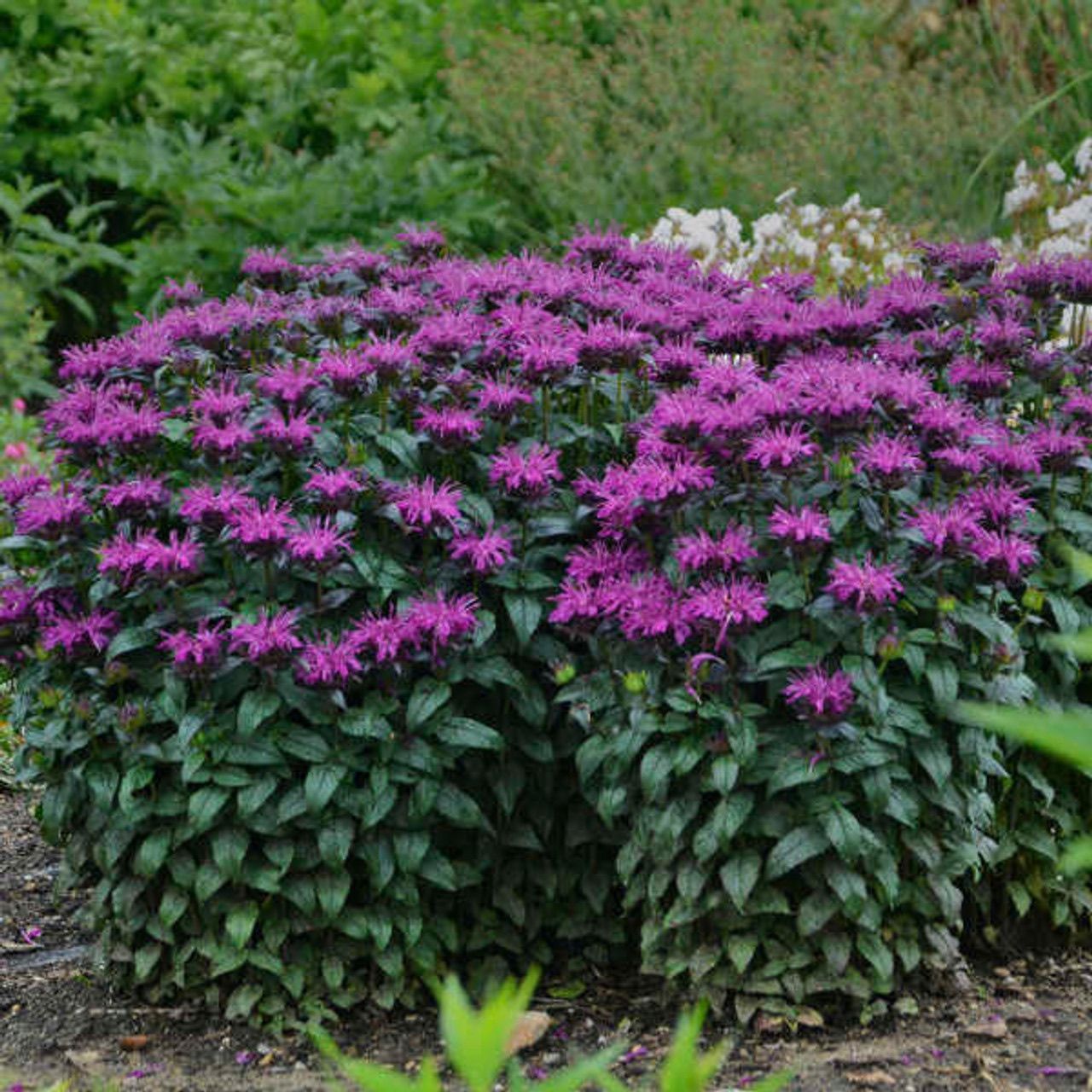 Dense purple flowering shrubs in a garden bed with green foliage
