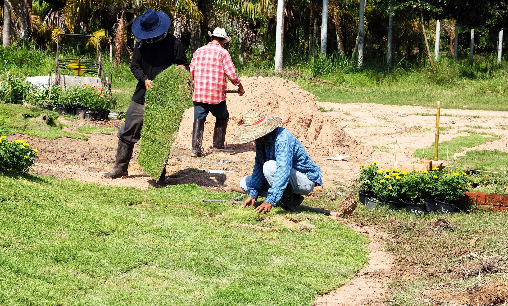 Three people laying sod on a sunny day. One carries a roll, another digs, and the third places a piece.