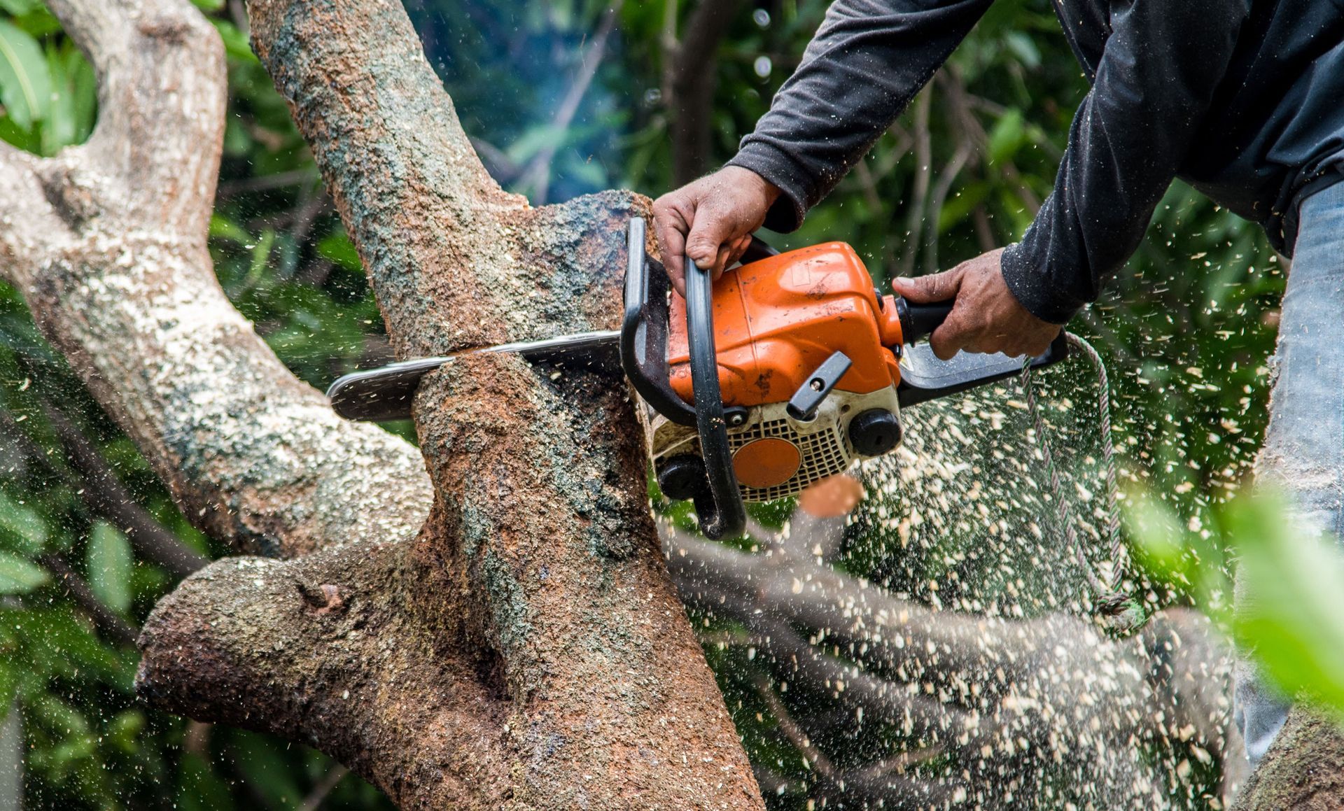 Person using an orange chainsaw to cut a tree branch. Sawdust is flying.