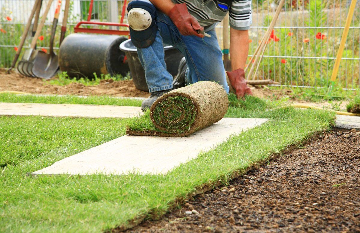 Man laying sod in a yard, rolling out a section of fresh green grass.