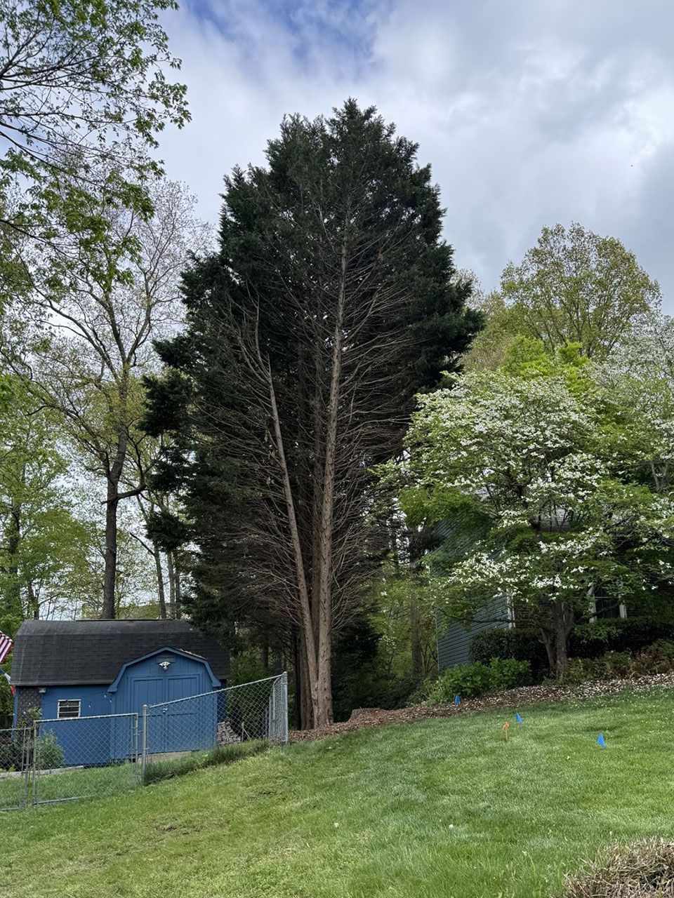 Residential tree service - after