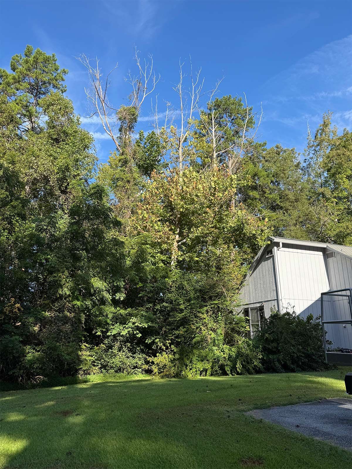 Residential tree removal - before