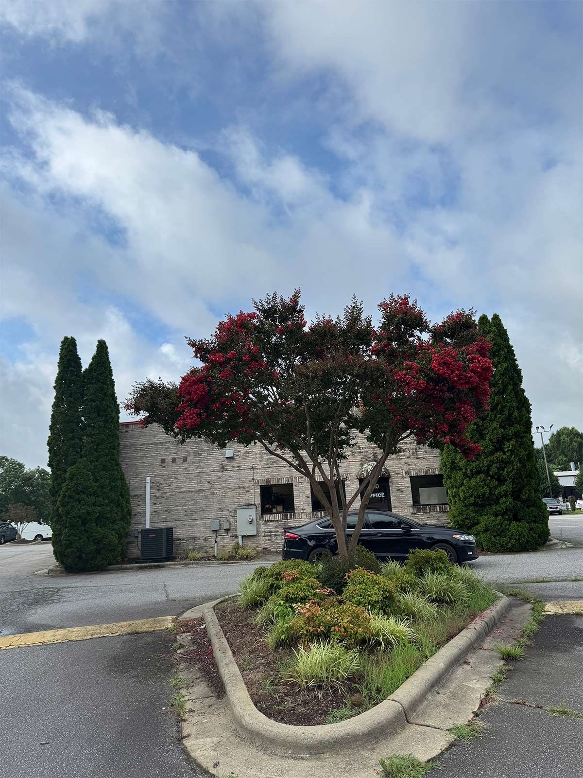 Commercial tree removal - before