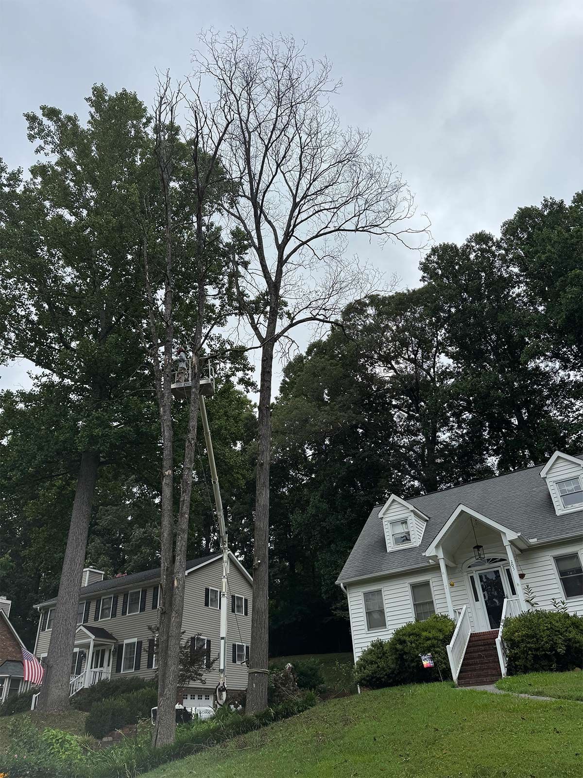 Residential tree removal - before