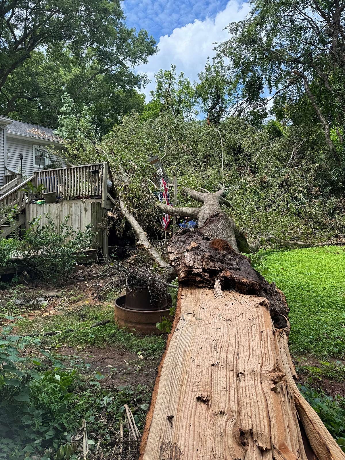 Residential tree removal - before