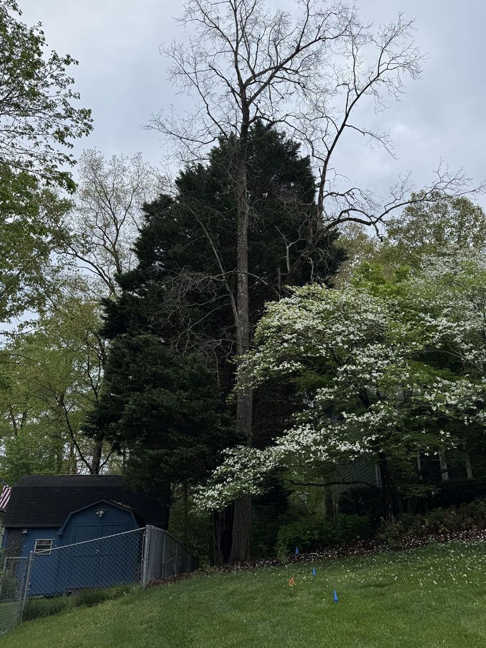 Residential tree service - before