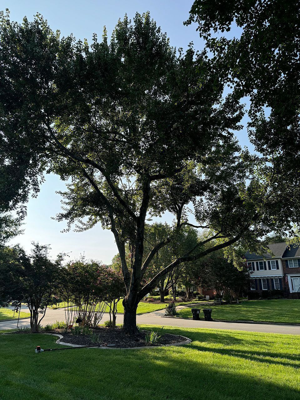 Residential tree removal - before