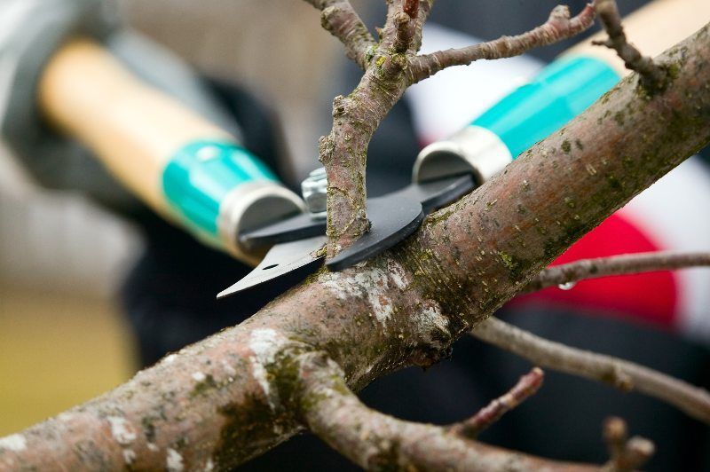 A person is cutting a tree branch with a pair of scissors