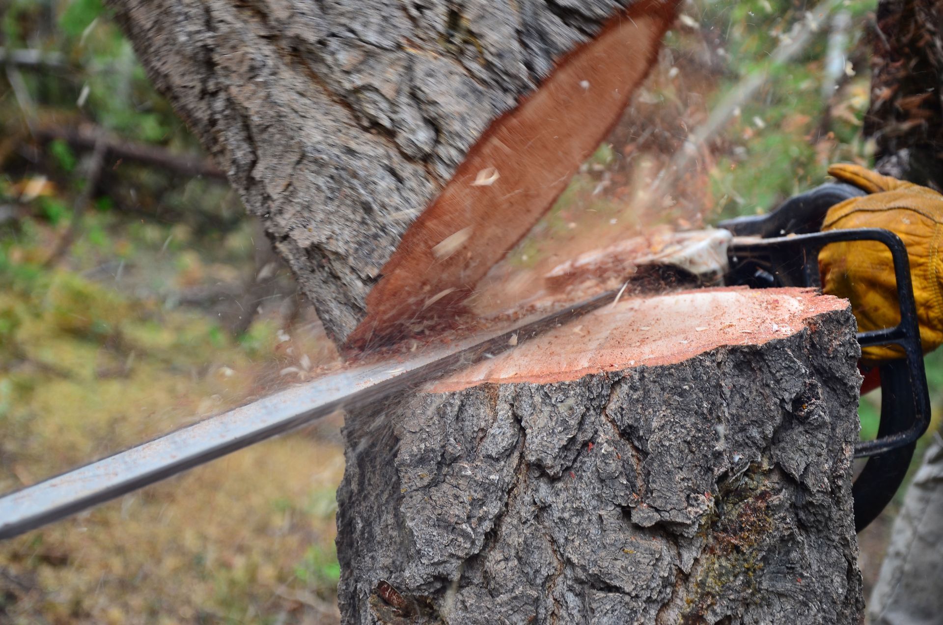A close-up of a chainsaw cutting through a tree trunk, with sawdust flying and a gloved hand holding the handle.