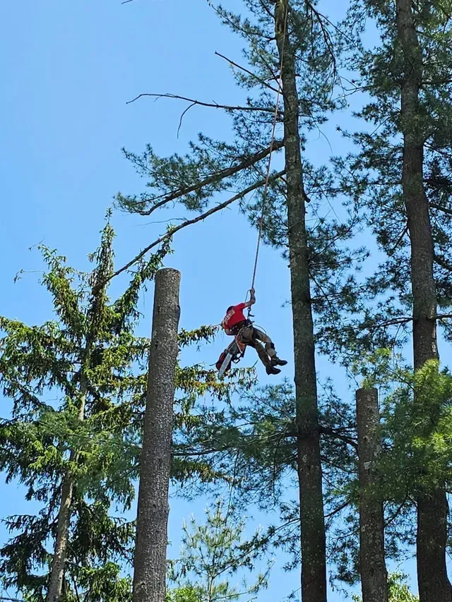 Arborist in red shirt hanging from a tree, using ropes to cut down a tall tree trunk, sunny blue sky.